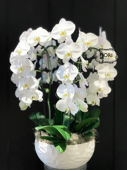 THE WOW FACTOR - Waterfall Orchid