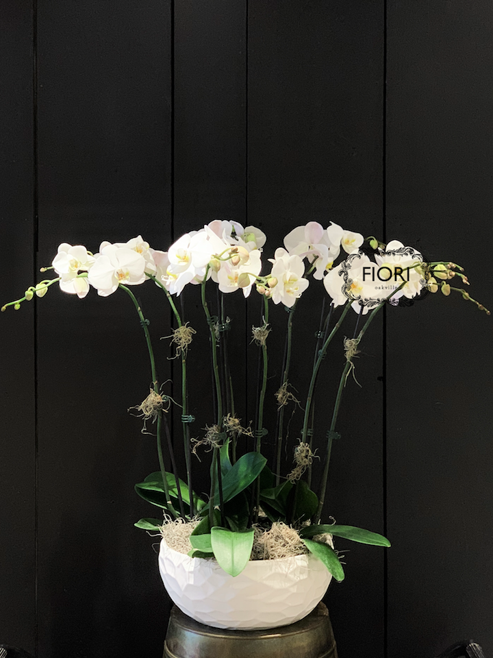 THE WOW FACTOR - Upright Orchid - White