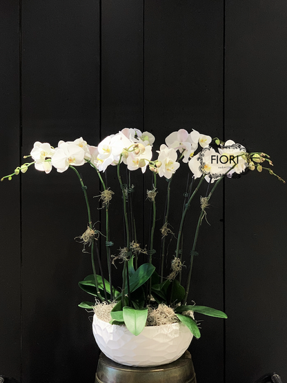 THE WOW FACTOR - Upright Orchid - White