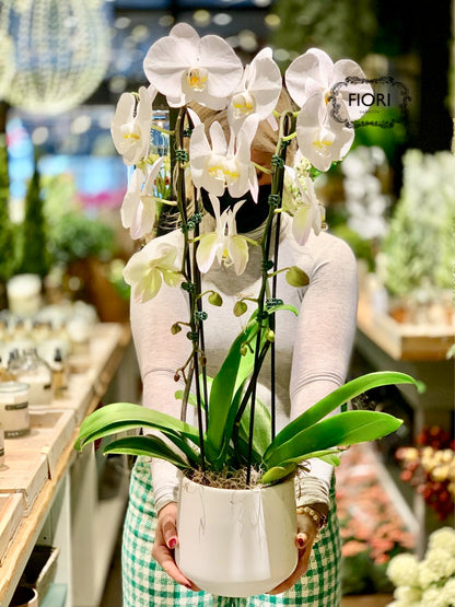 Order large potted orchids online delivery Oakville, Burlington, Missisauga, Hamiltonn