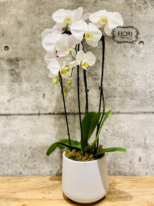 FIORI Oakville florist. Order orchids, plants scented candles delivery Oakville, Burlington, Mississauga, Toronto, Milton, Hamilton