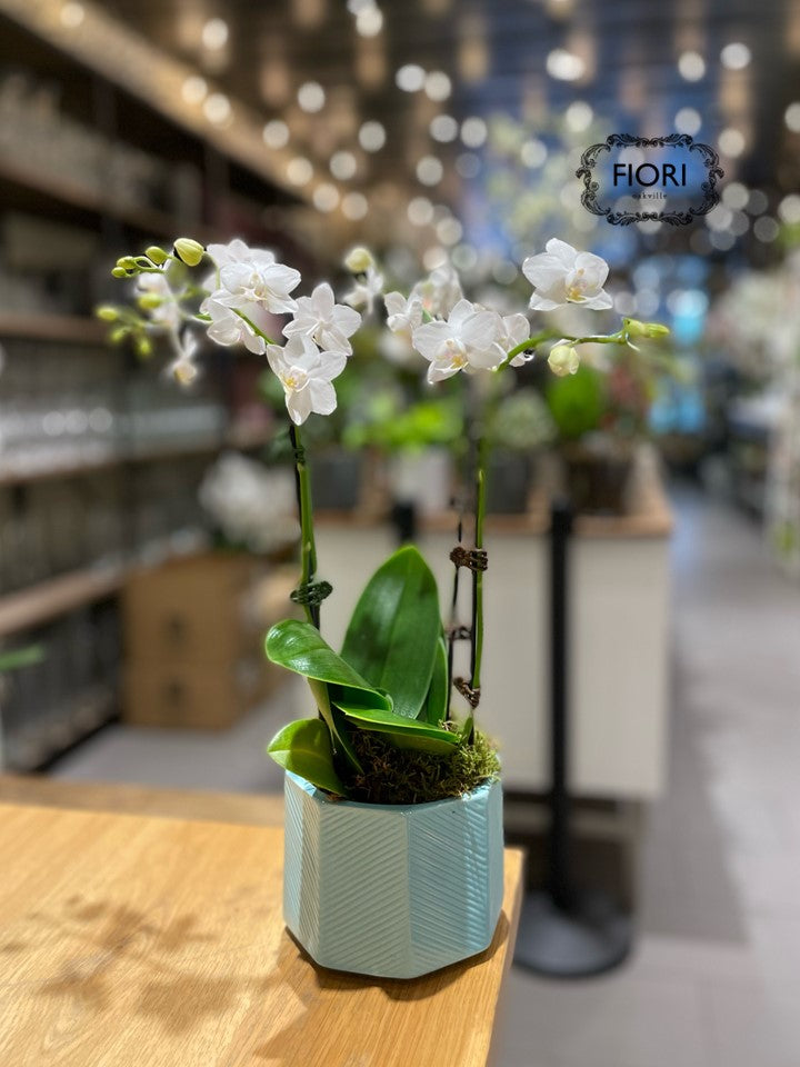 White Mini Orchid Duo - Blue Container