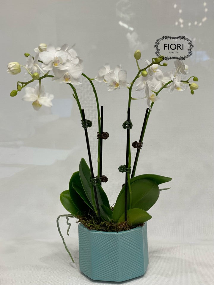 White Mini Orchid Duo - Blue Container