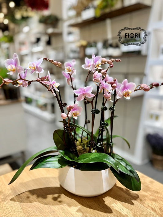 Pink Mini Orchid Garden - White Container