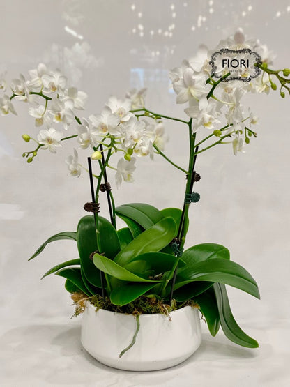 Mini Orchid Garden - White