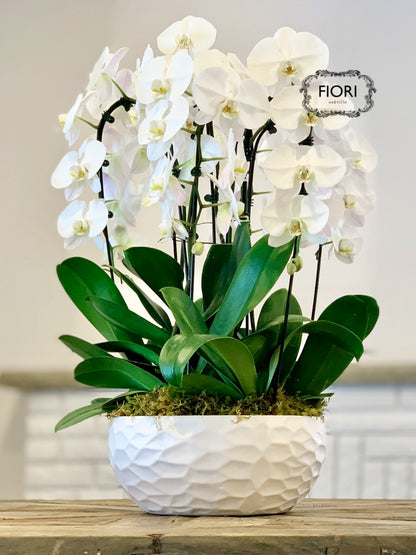 THE WOW FACTOR - Waterfall Orchid