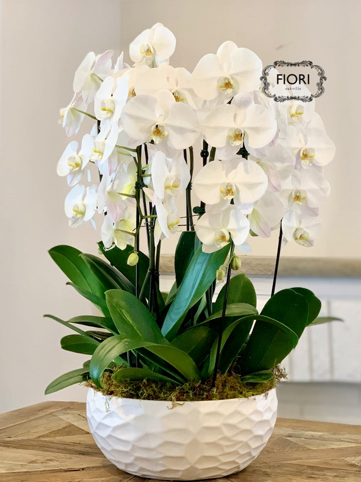 THE WOW FACTOR - Waterfall Orchid
